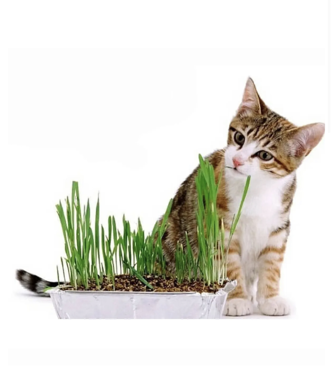 علف گربه تادو - Cat Grass