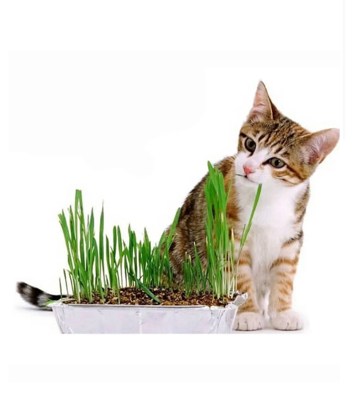 علف گربه تادو - Cat Grass